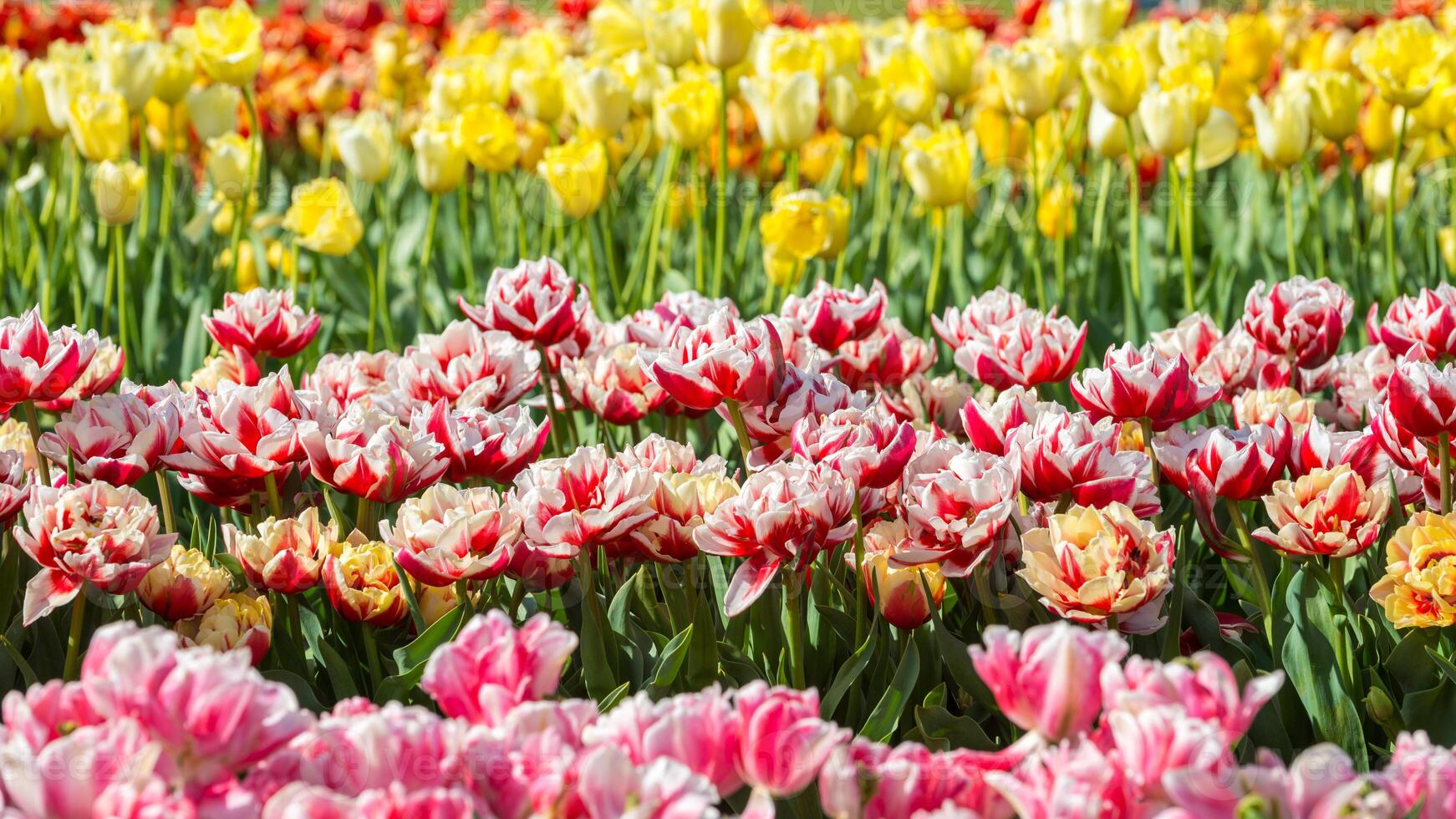Spring Blooming, tulip Fields in Full Color photo