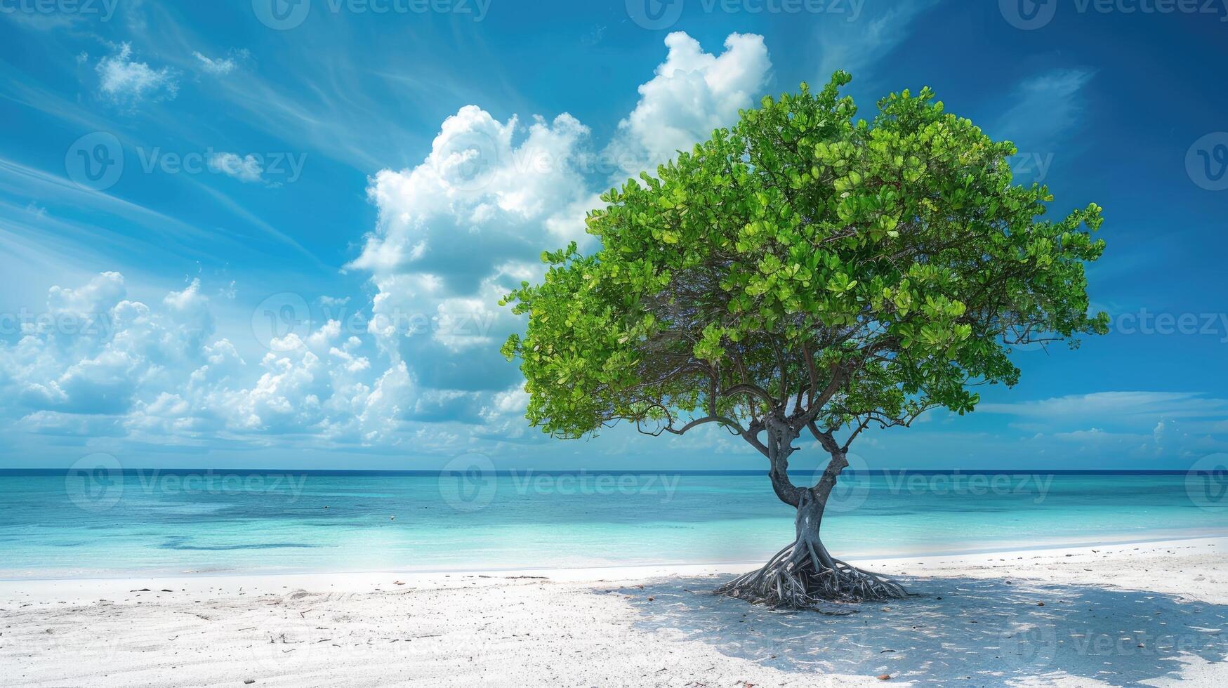 Green mangrove tree on a white sand beach. photo