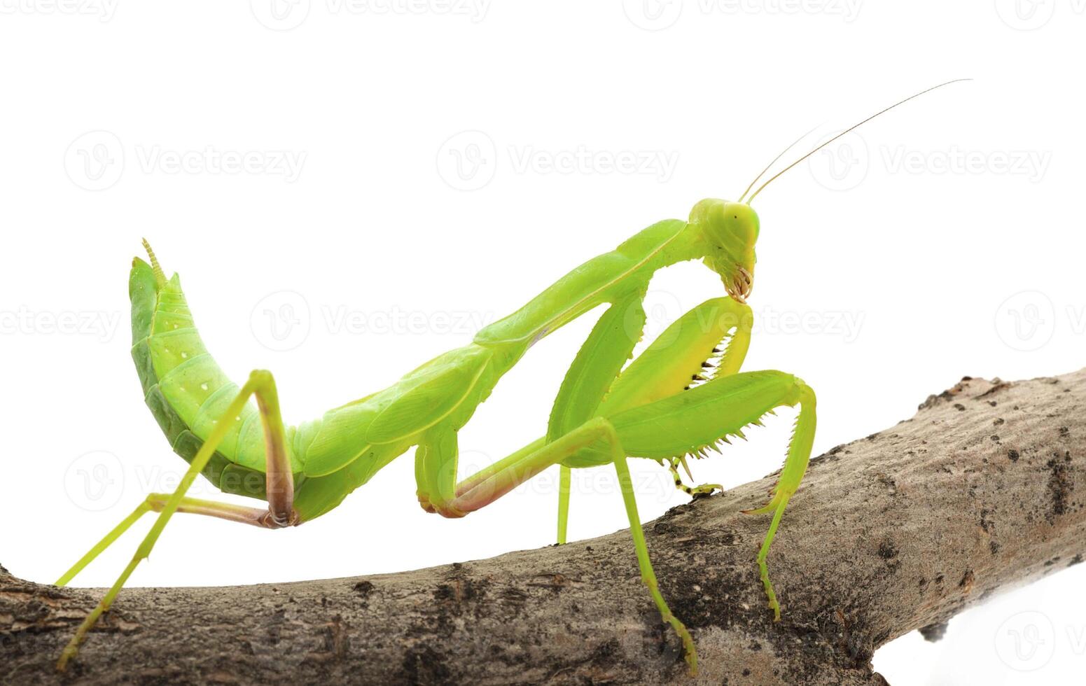 Close-up of a praying green mantis. Studio shot photo