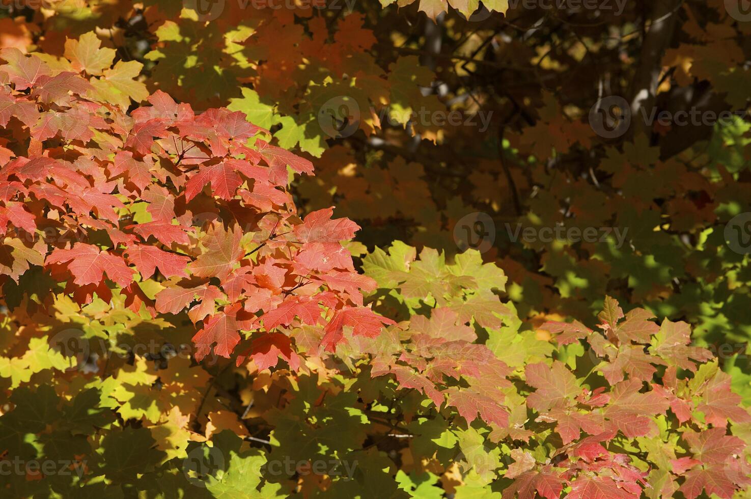 Autumnal trees on the sunset into park photo