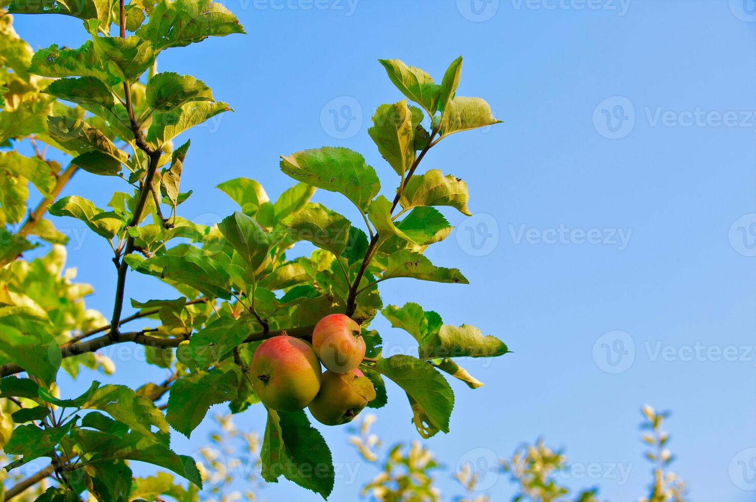Organic ripe apples ready to pick on tree branches photo
