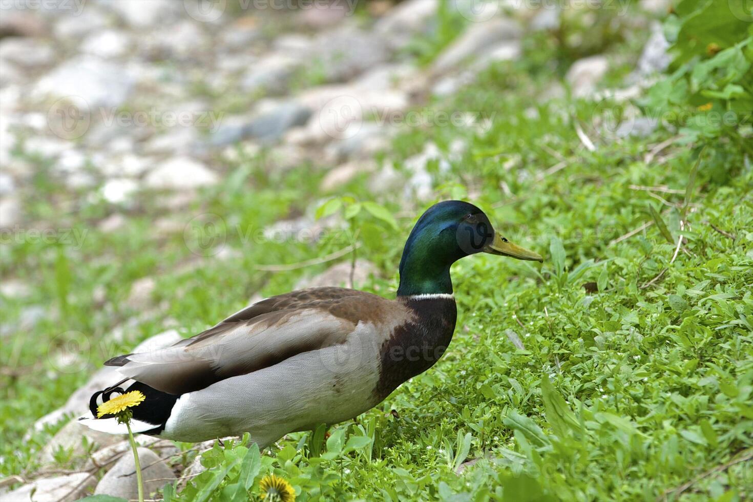 Wild duck on the big lake photo