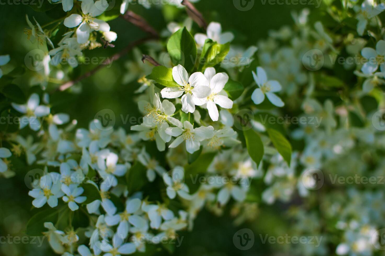 branches of a flowering apple tree photo