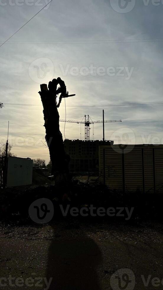 arbolista, hombre, guardabosque cortes y cortes un árbol en el ciudad a puesta de sol en un verano día, cambiando el natural paisaje foto