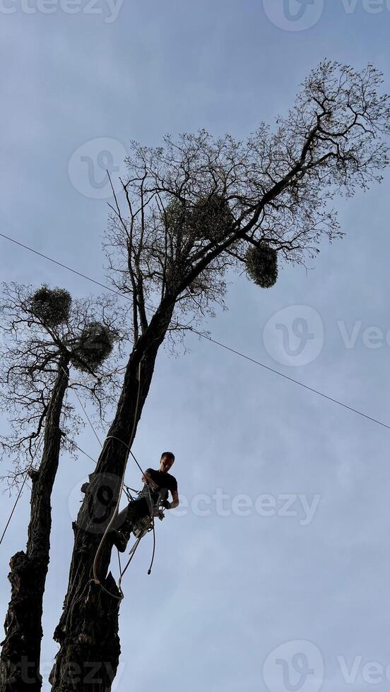 A skilled arborist wearing a safety harness and helmet uses a chainsaw to remove branches from a tall tree in a residential area. photo