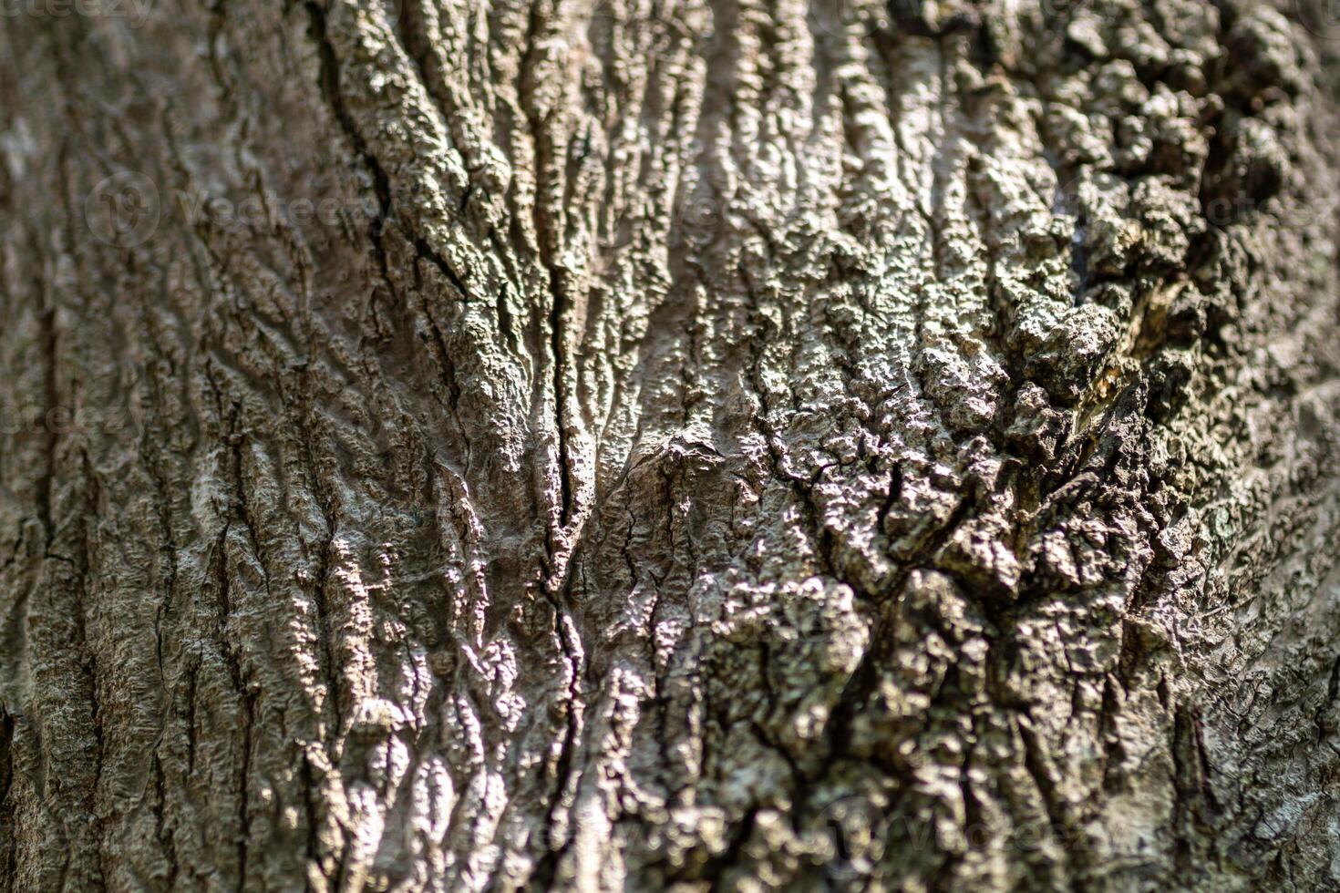 Close up tree bark texture. photo