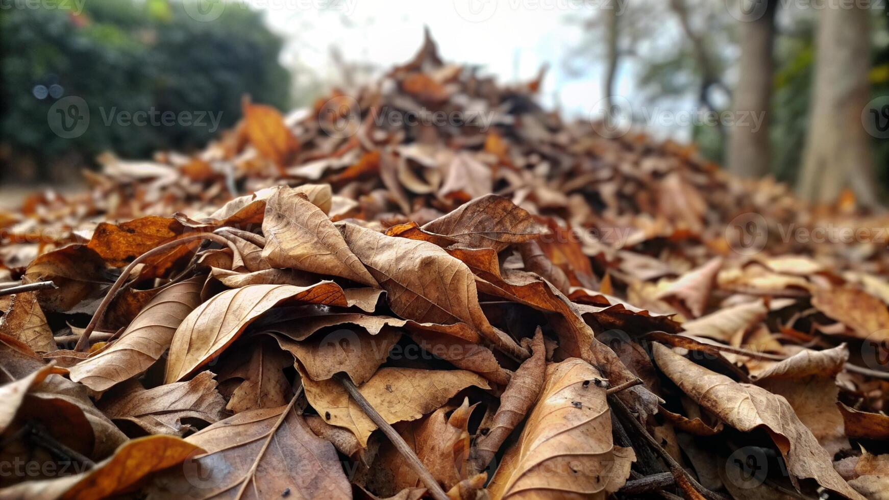pile of dry leaves in forest with clear sky photo