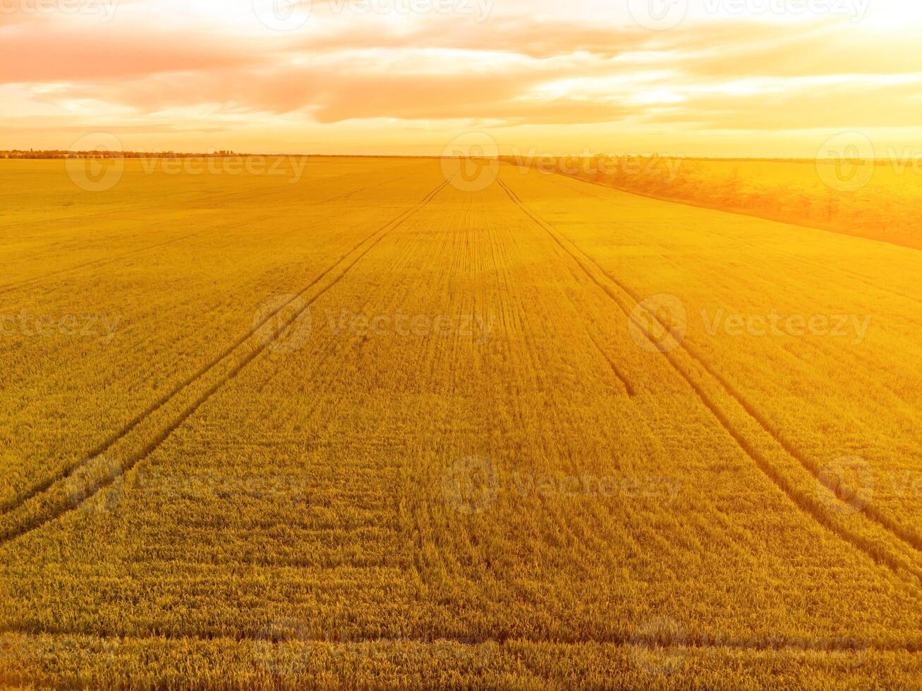 Grain silos on a green field background with warm sunset light. Grain elevator. Metal grain elevator in agricultural zone. Agriculture storage for harvest. Aerial view of agricultural factory. Nobody. photo