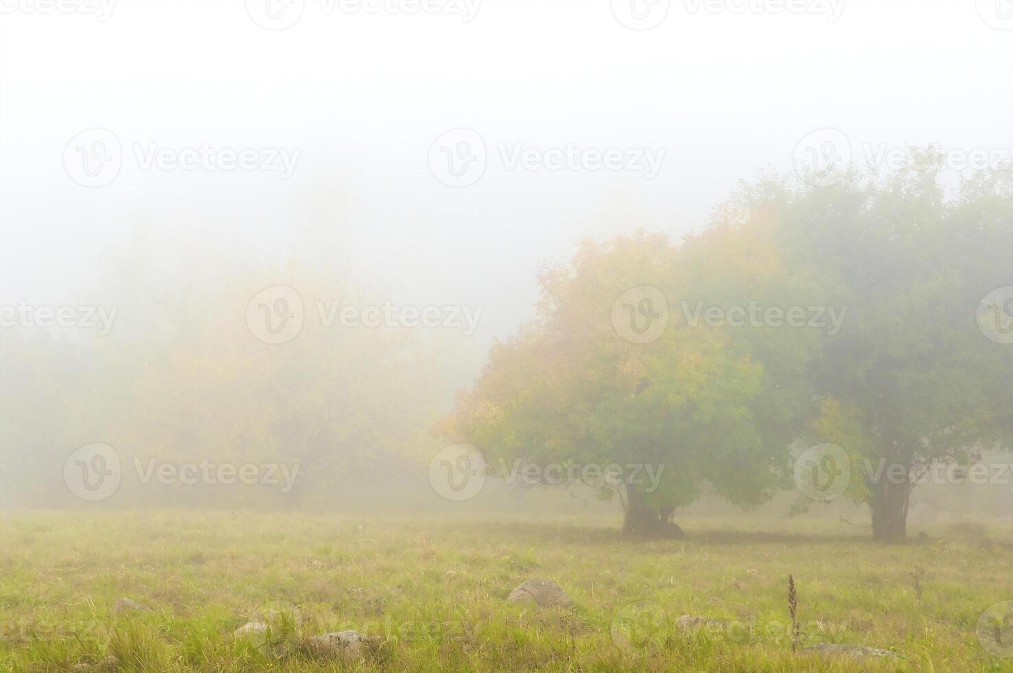 Autumnal trees on the sunset into park photo