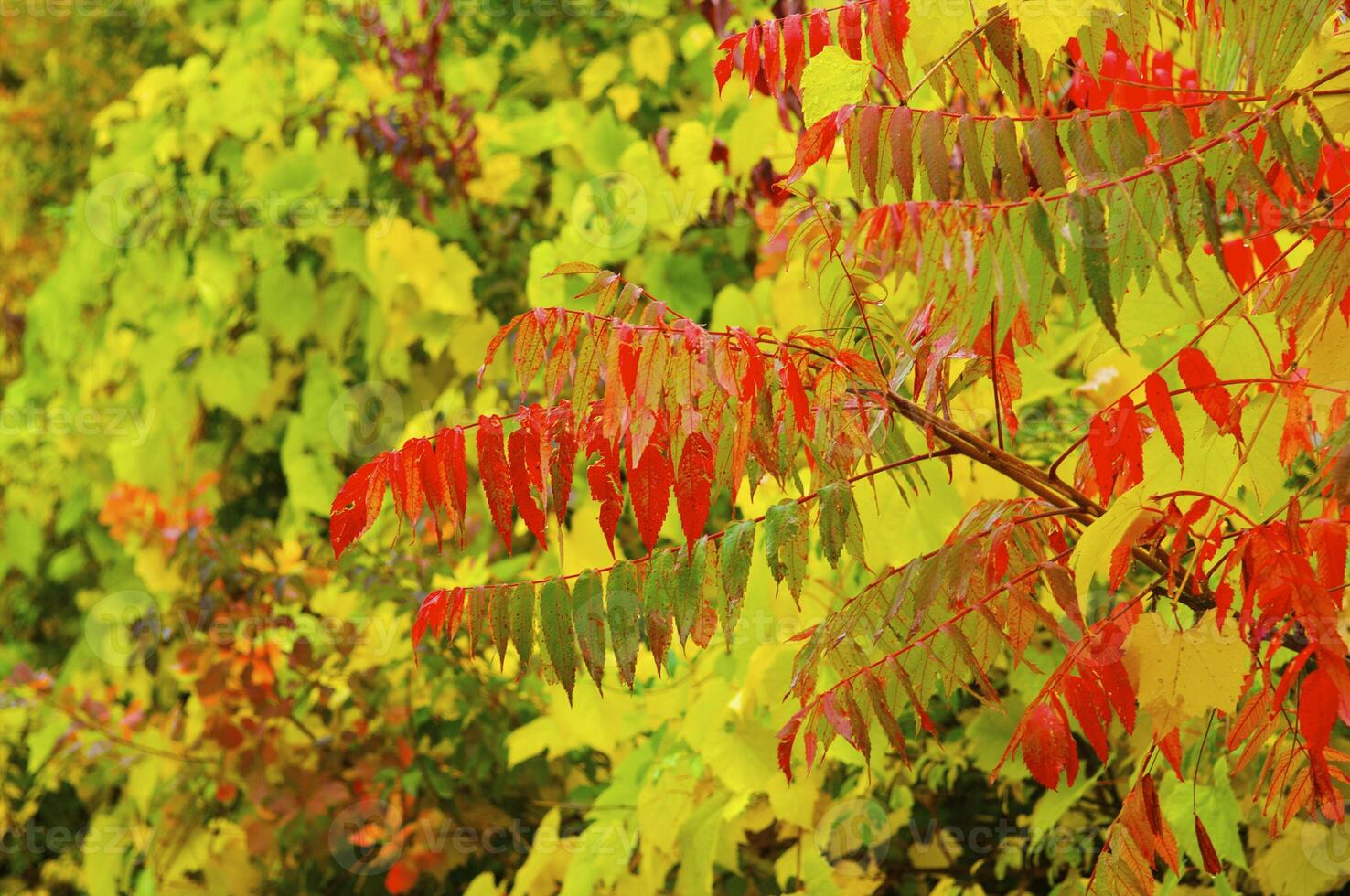 Autumnal trees on the sunset into park photo