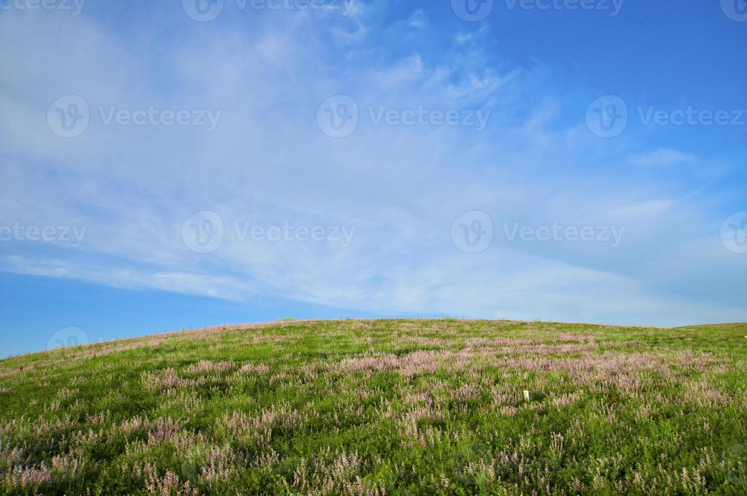 Blossoming spring steppe photo