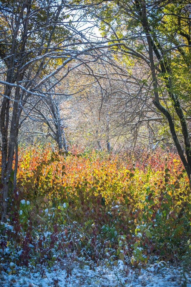 Autumn Park after the first snow in October photo