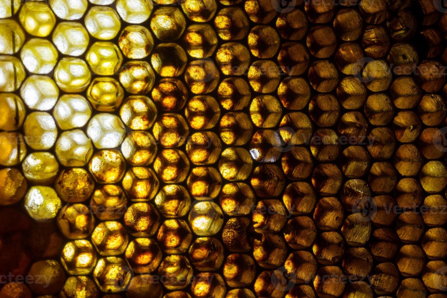Studio Close-up of Honeycomb photo
