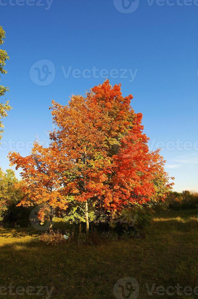 Autumnal trees on the sunset into park photo