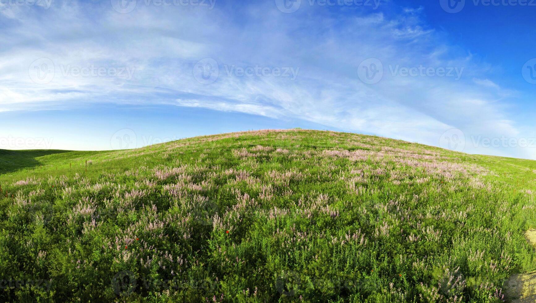 Blossoming spring steppe meadow on a decline photo