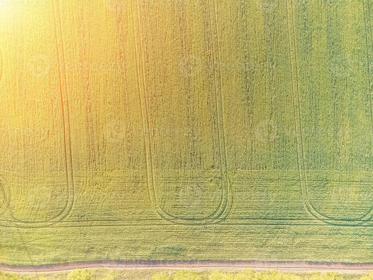 Aerial view on green wheat field in countryside. Field of wheat blowing in the wind on sunset. Young and green Spikelets. Ears of barley crop in nature. Agronomy, industry and food production. photo