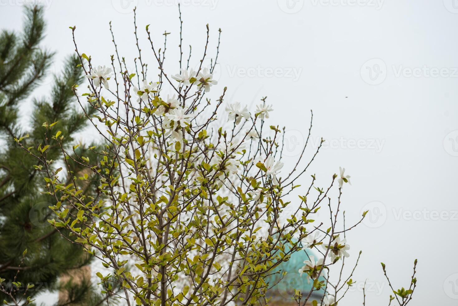 Blooming trees in spring photo