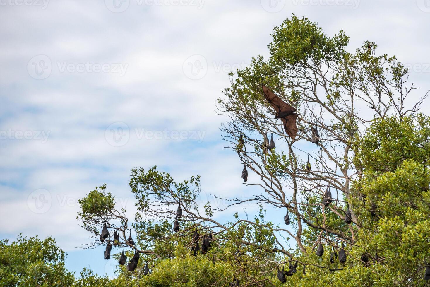 A flock of flying foxes. Australia. Quinsland photo