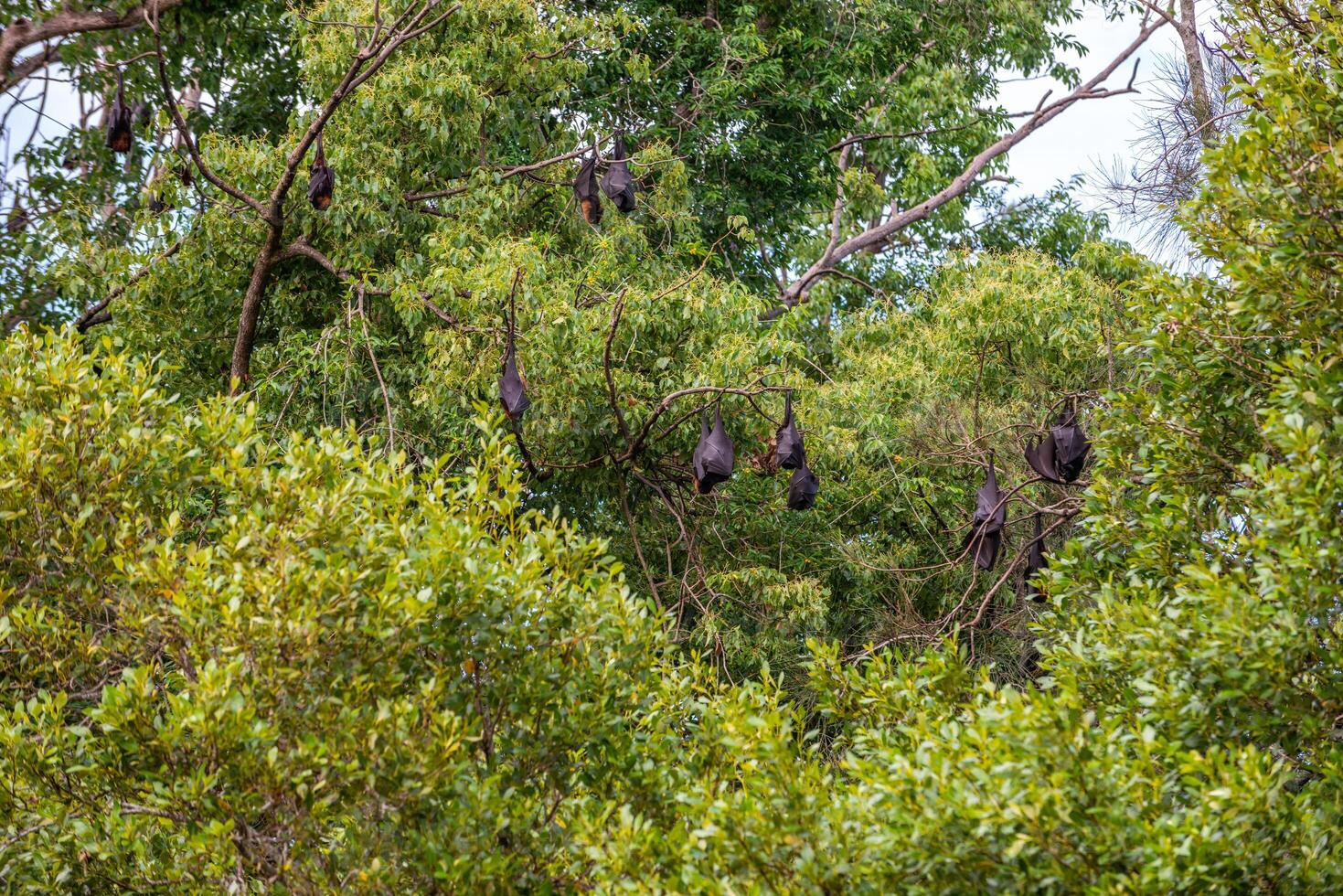 A flock of flying foxes. Australia. Quinsland photo