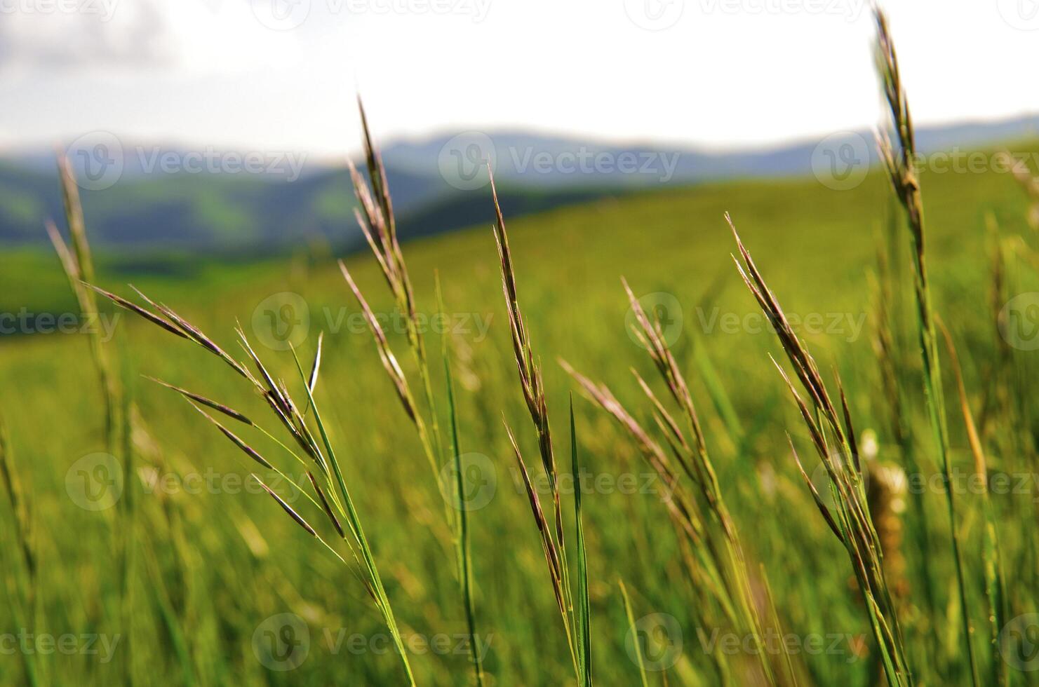 Wild flower in the mount photo
