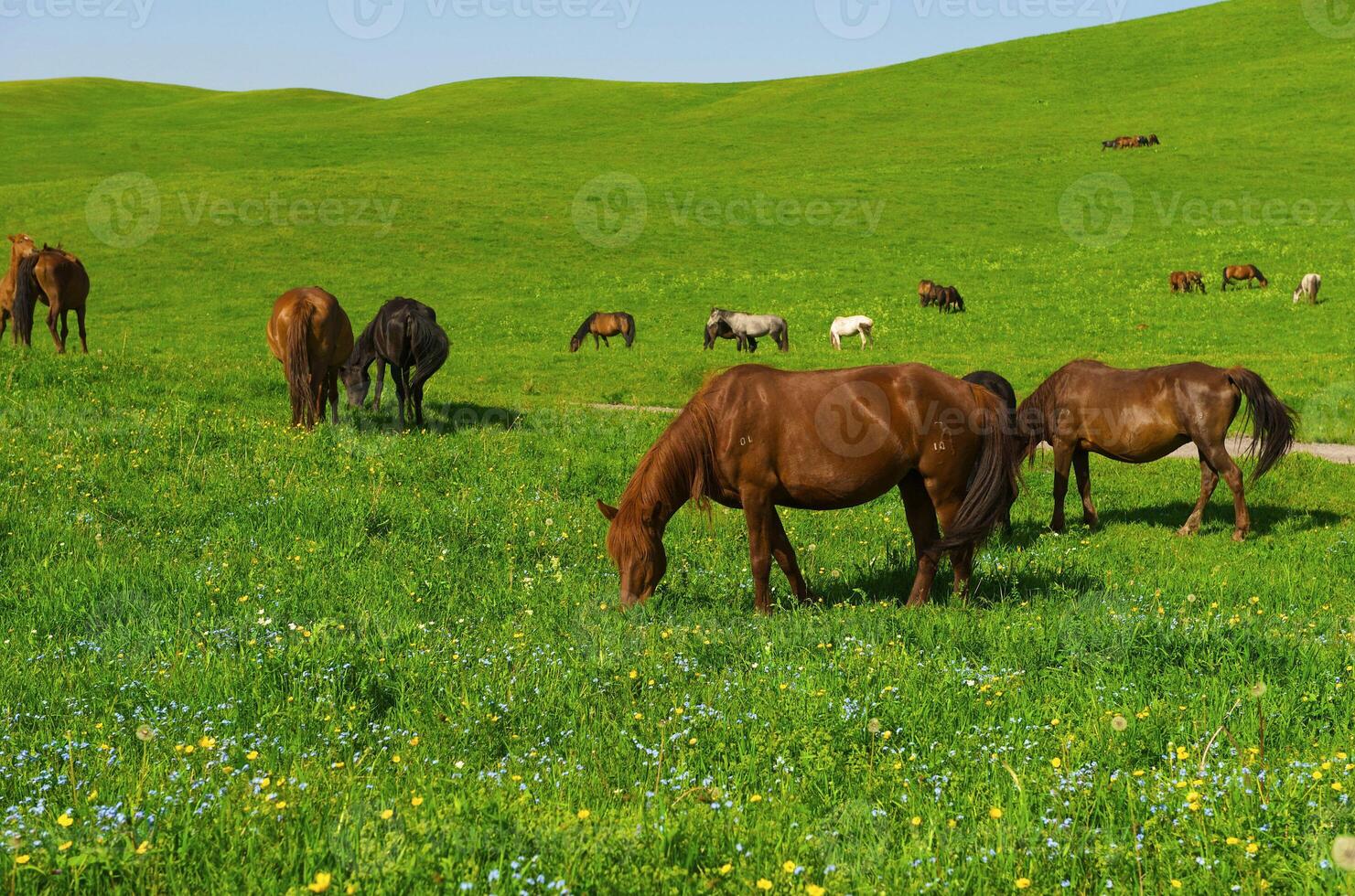 Of horses it is passed in the Alpine meadow photo