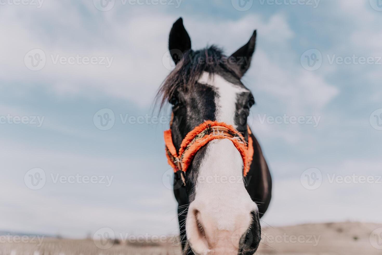 Young happy woman in hat with her horse in evening sunset light. Outdoor photography with fashion model girl. Lifestyle mood. Concept of outdoor riding, sports and recreation. photo