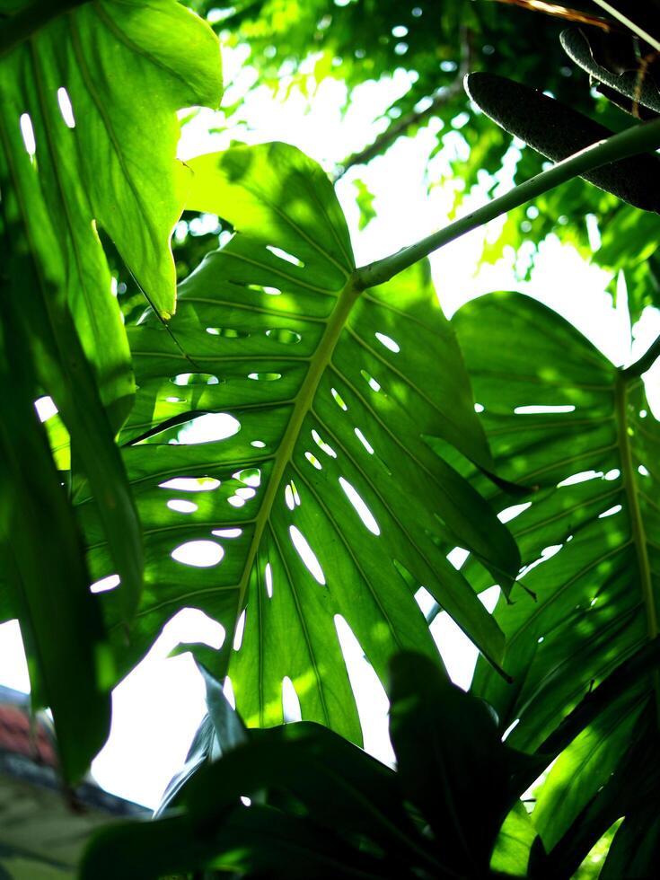 monstera leafe backside for green garden background photo