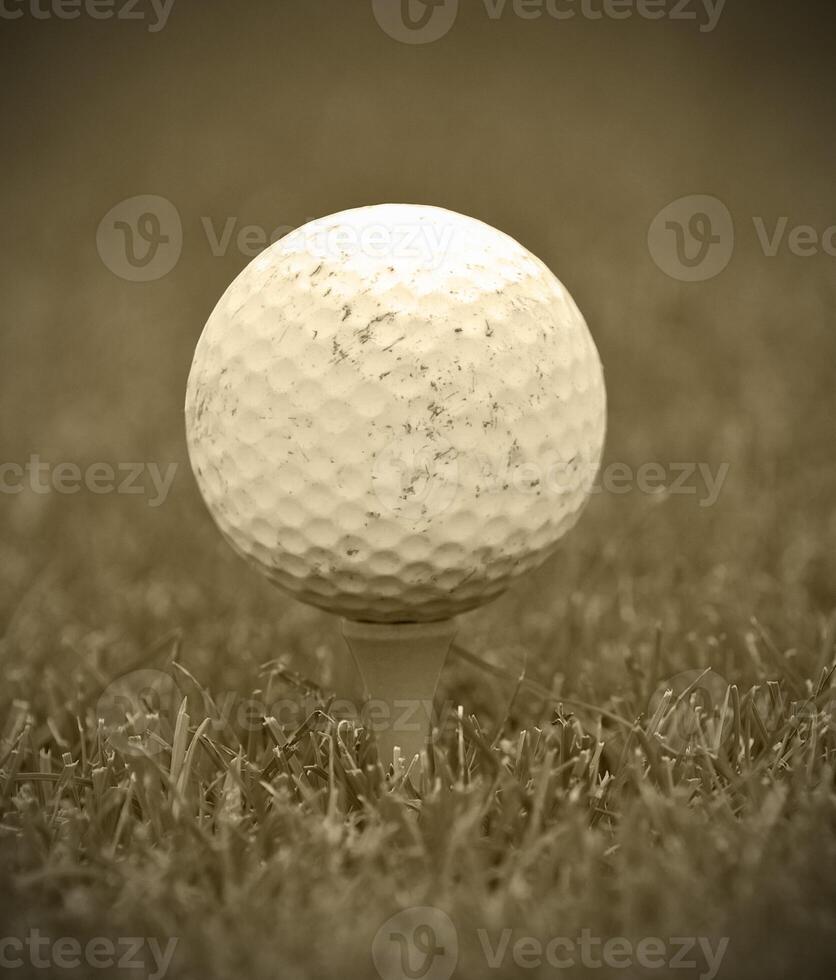 Game in the golf club against the background of the green juicy grass photo