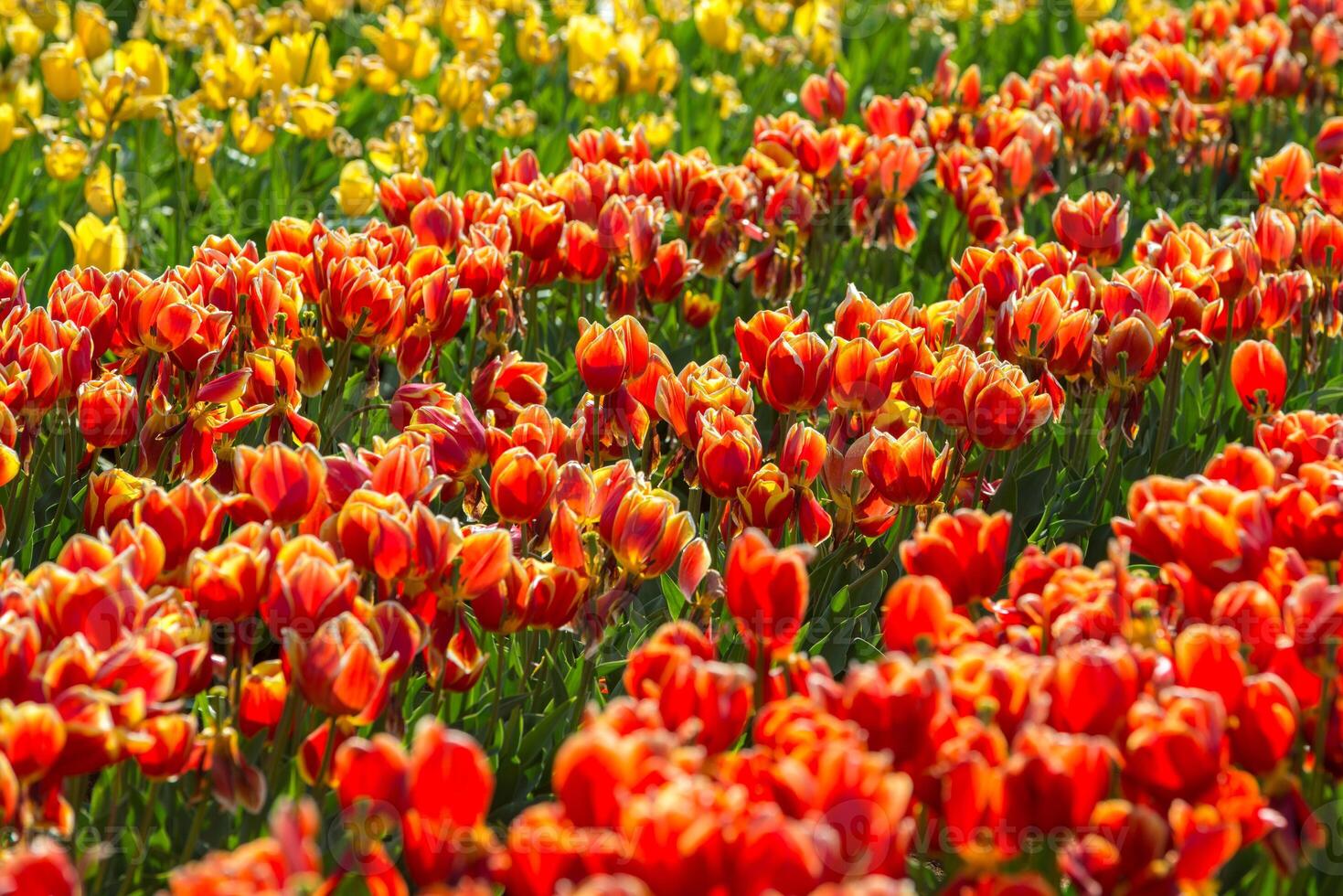 Spring Blooming, tulip Fields in Full Color photo