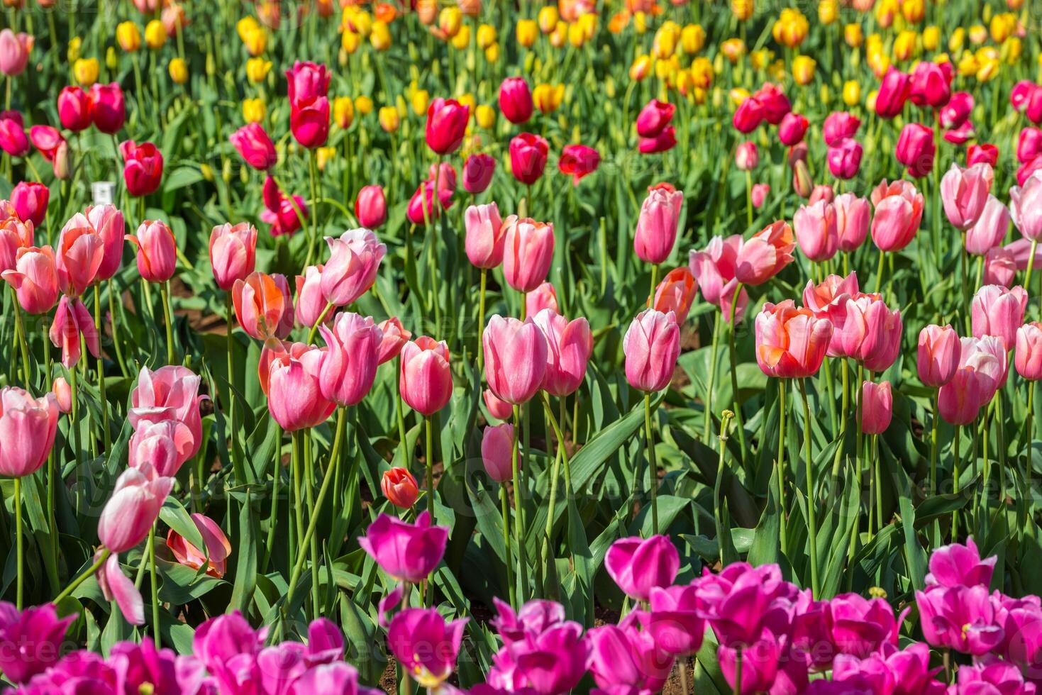 Spring Blooming, tulip Fields in Full Color photo