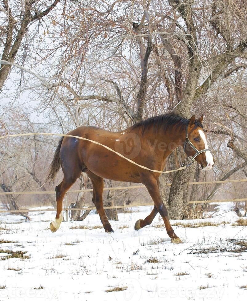 Horse winter in the afternoon on walk photo