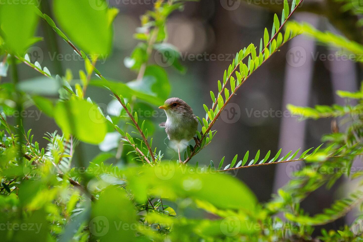 The Superb Fairywren photo