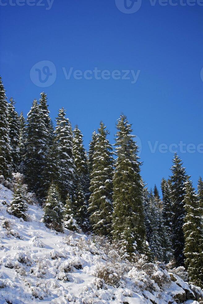Beautiful fir trees in the mountains photo