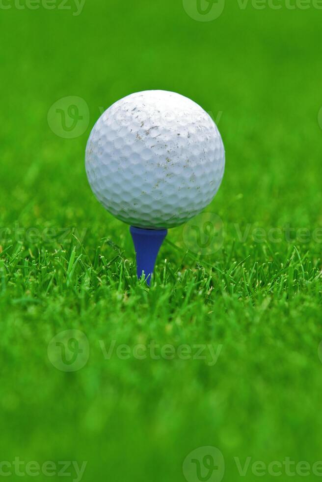 Game in the golf club against the background of the green juicy grass photo