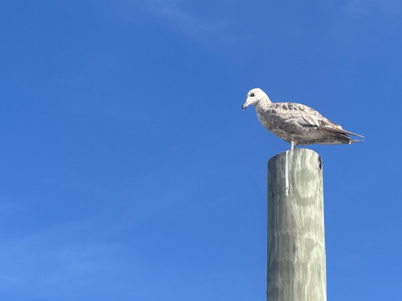 Seagull atop a wooden pole, hazy blue skies in the background photo
