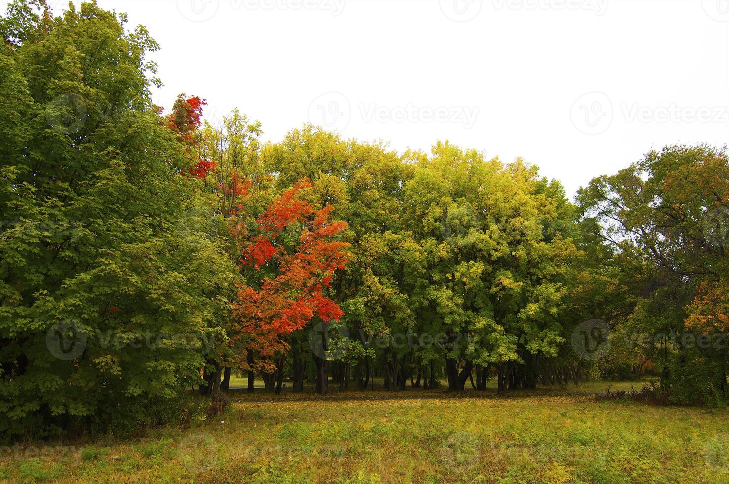 Autumnal trees on the sunset into park photo