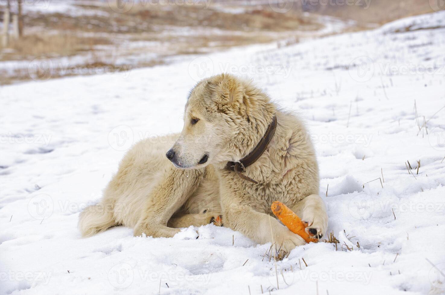 The dog eats a carrot photo