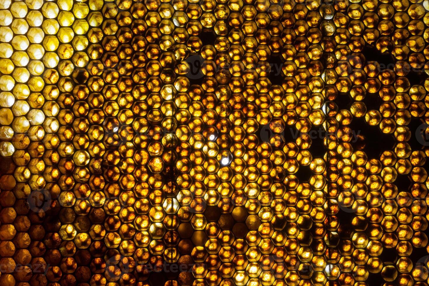 Studio Close-up of Honeycomb photo