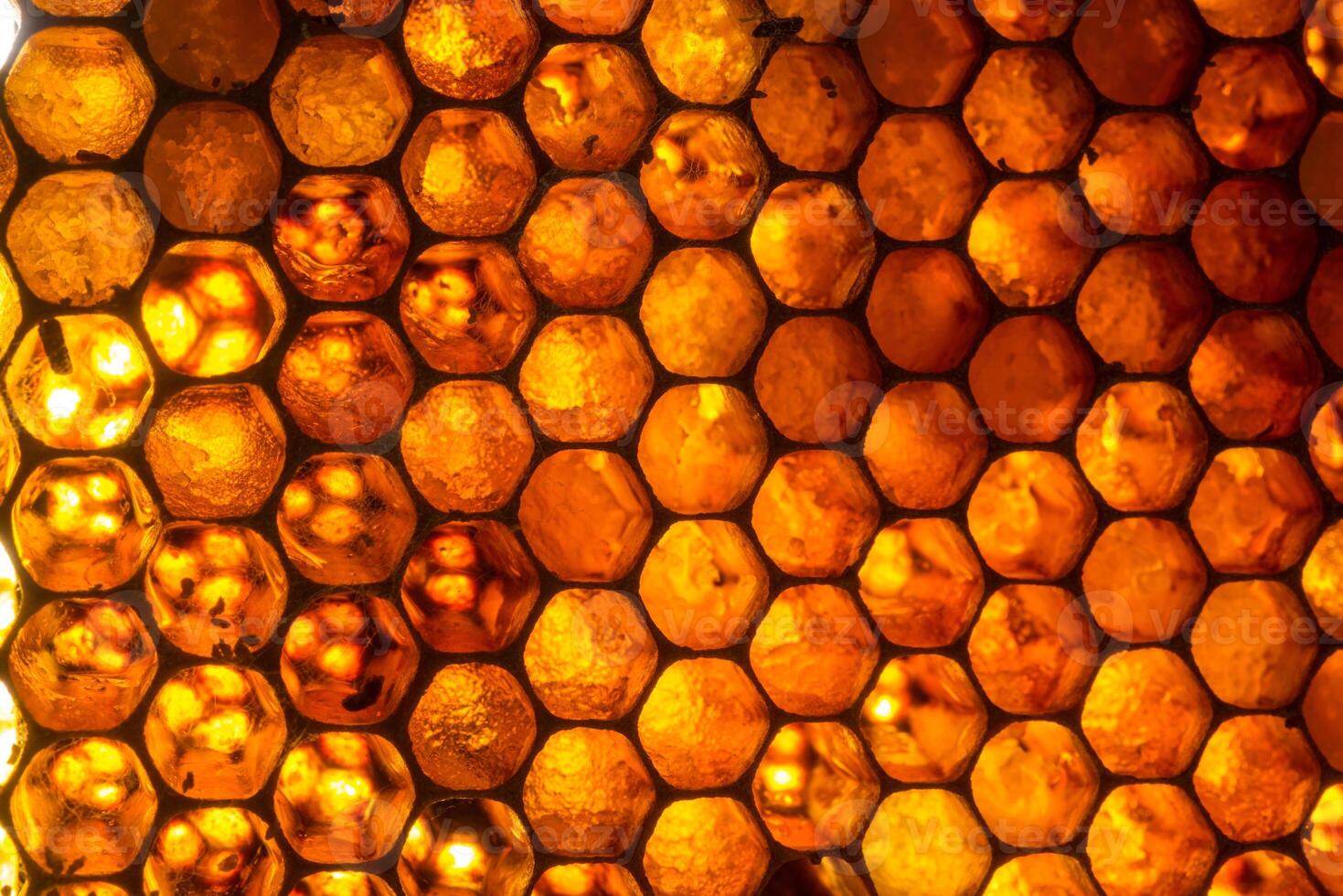 Studio Close-up of Honeycomb photo
