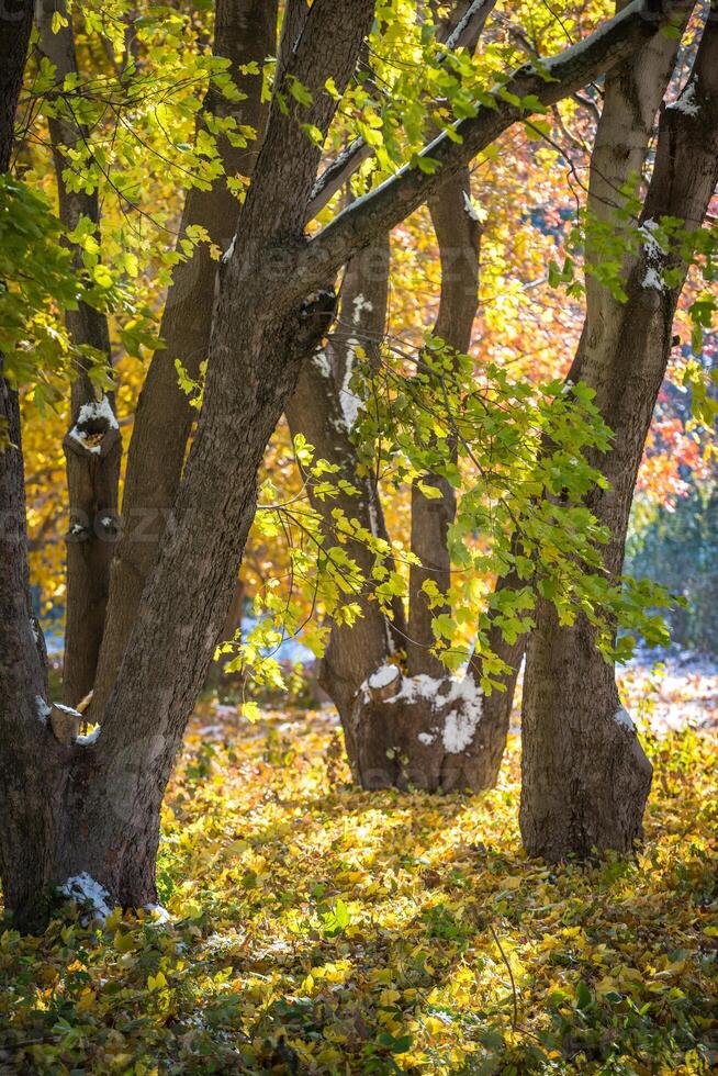 Autumn Park after the first snow in October photo