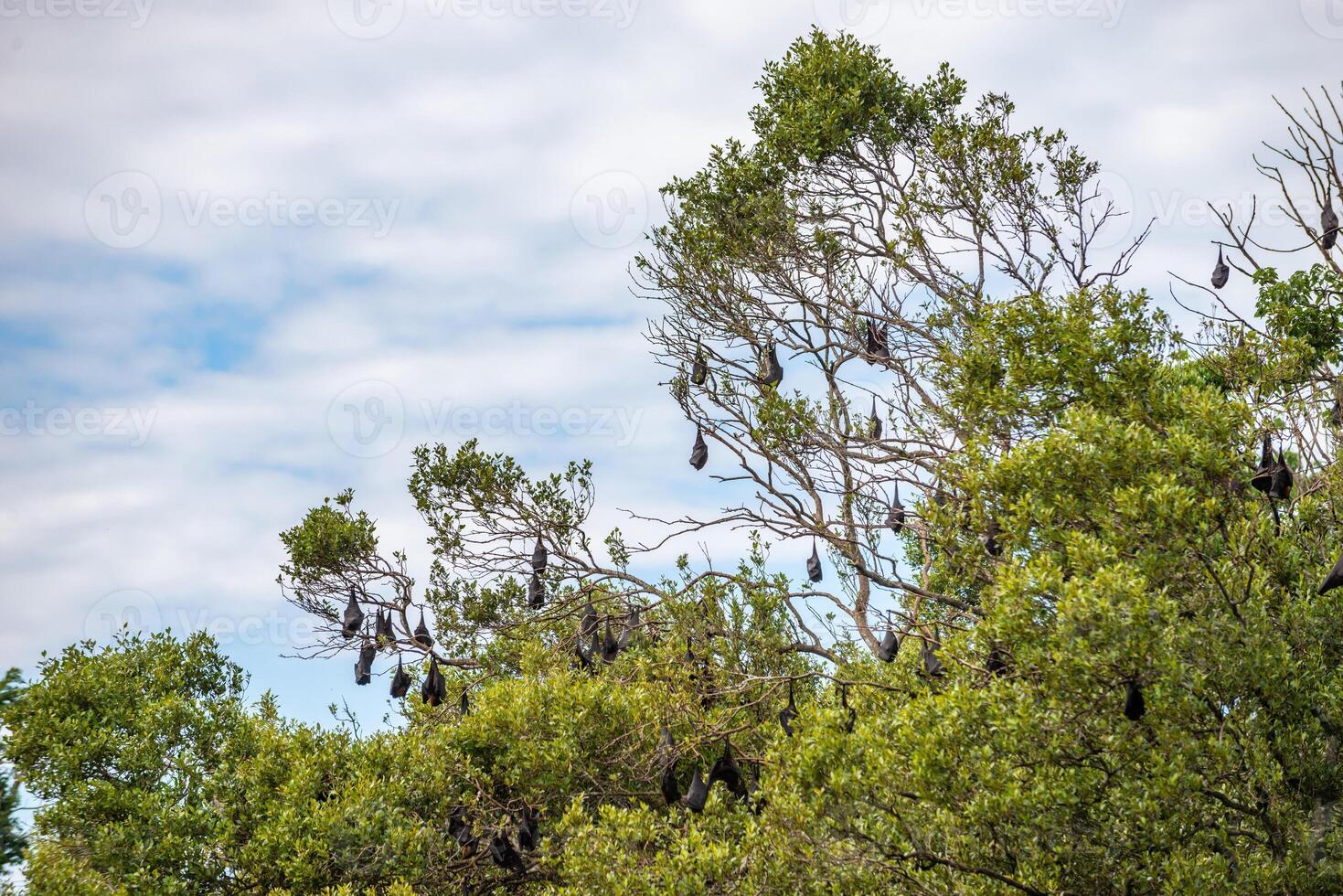 A flock of flying foxes. Australia. Quinsland photo
