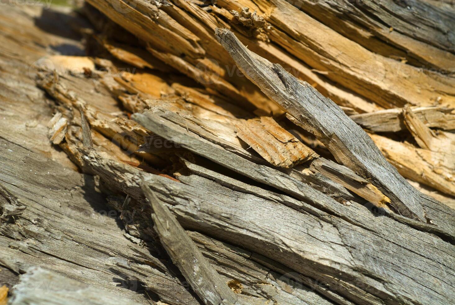 the texture of the tree photo