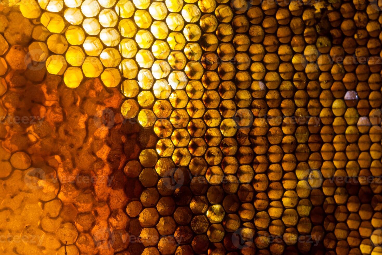 Studio Close-up of Honeycomb photo
