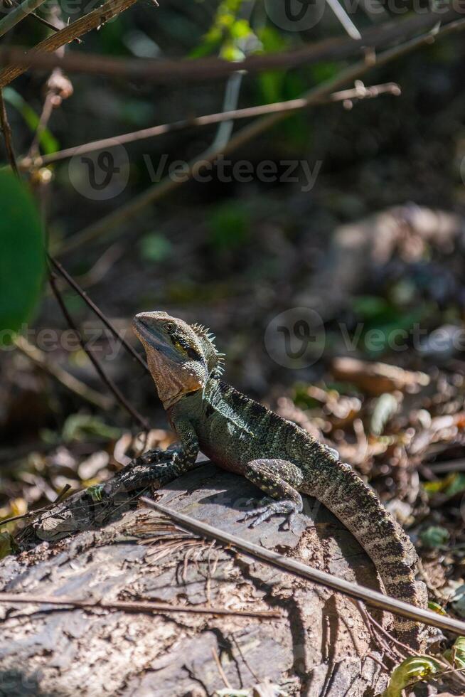 A water dragon lizard sun baking on the grass as it observes photo