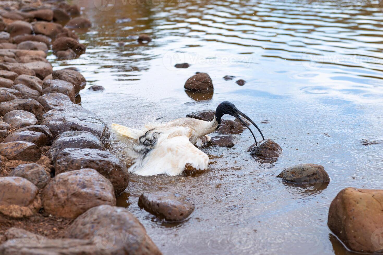 Australian white Ibis photo