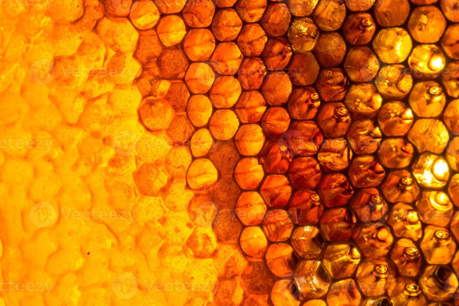 Studio Close-up of Honeycomb photo