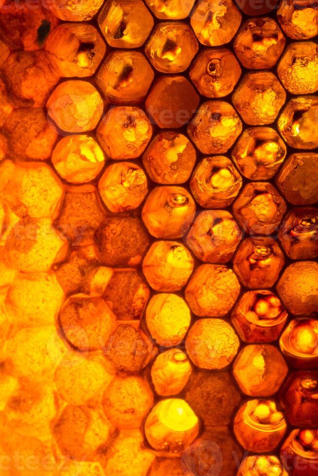Close up studio shot of organic honey in a honey-comb. photo