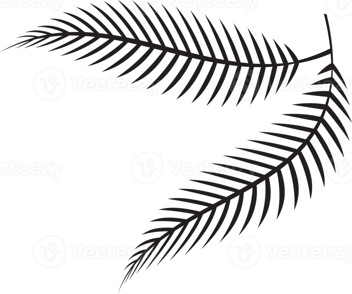 fern leaf image for spa or herb decor concept png