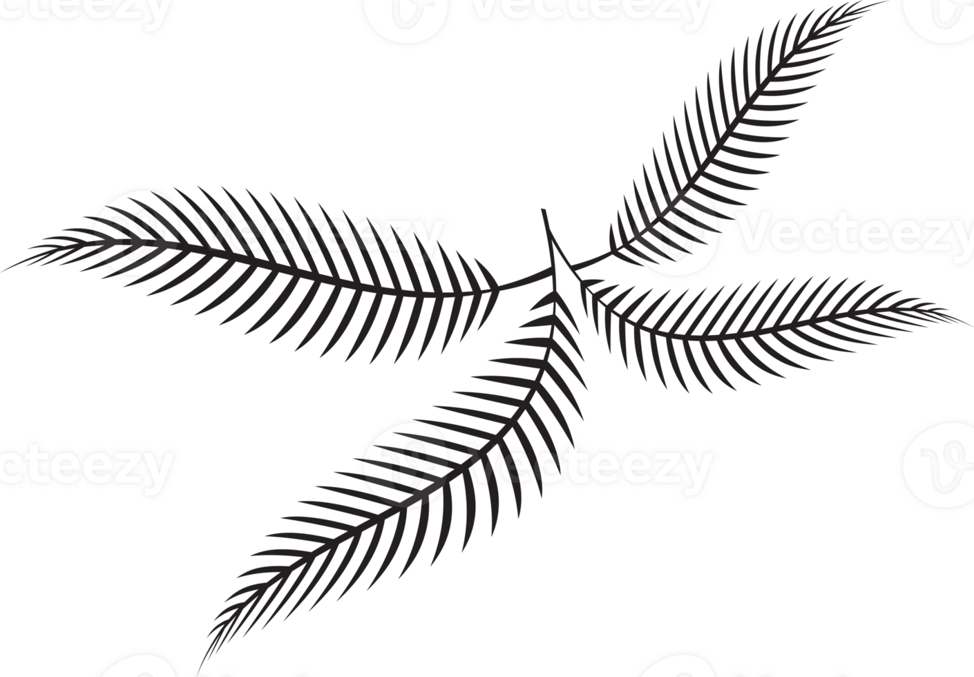 fern leaf image for spa or herb decor concept png