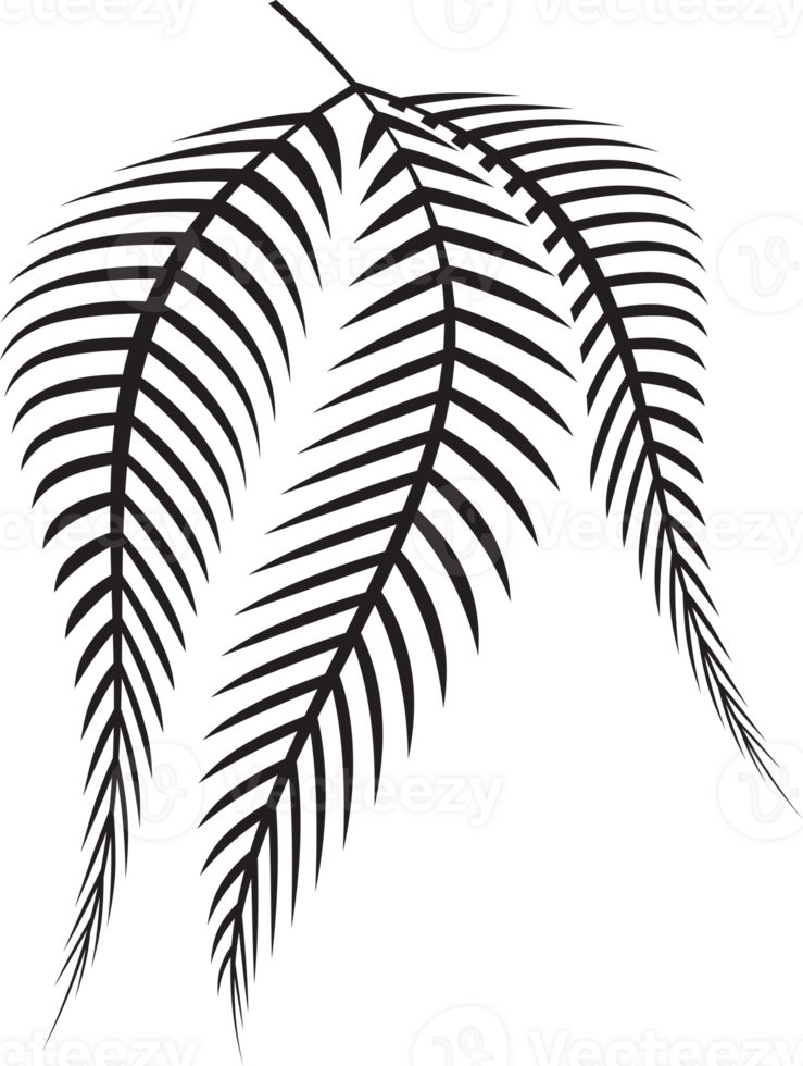 fern leaf image for spa or herb decor concept png